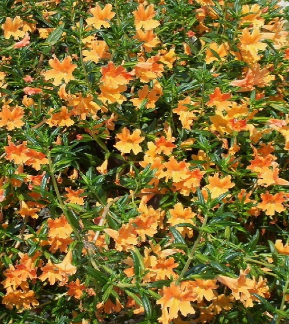 Mimulus/Gyckelblomma