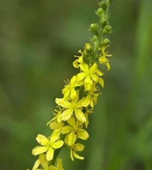 Agrimony/Småborre