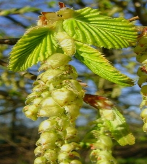 Hornbeam/Avenbok