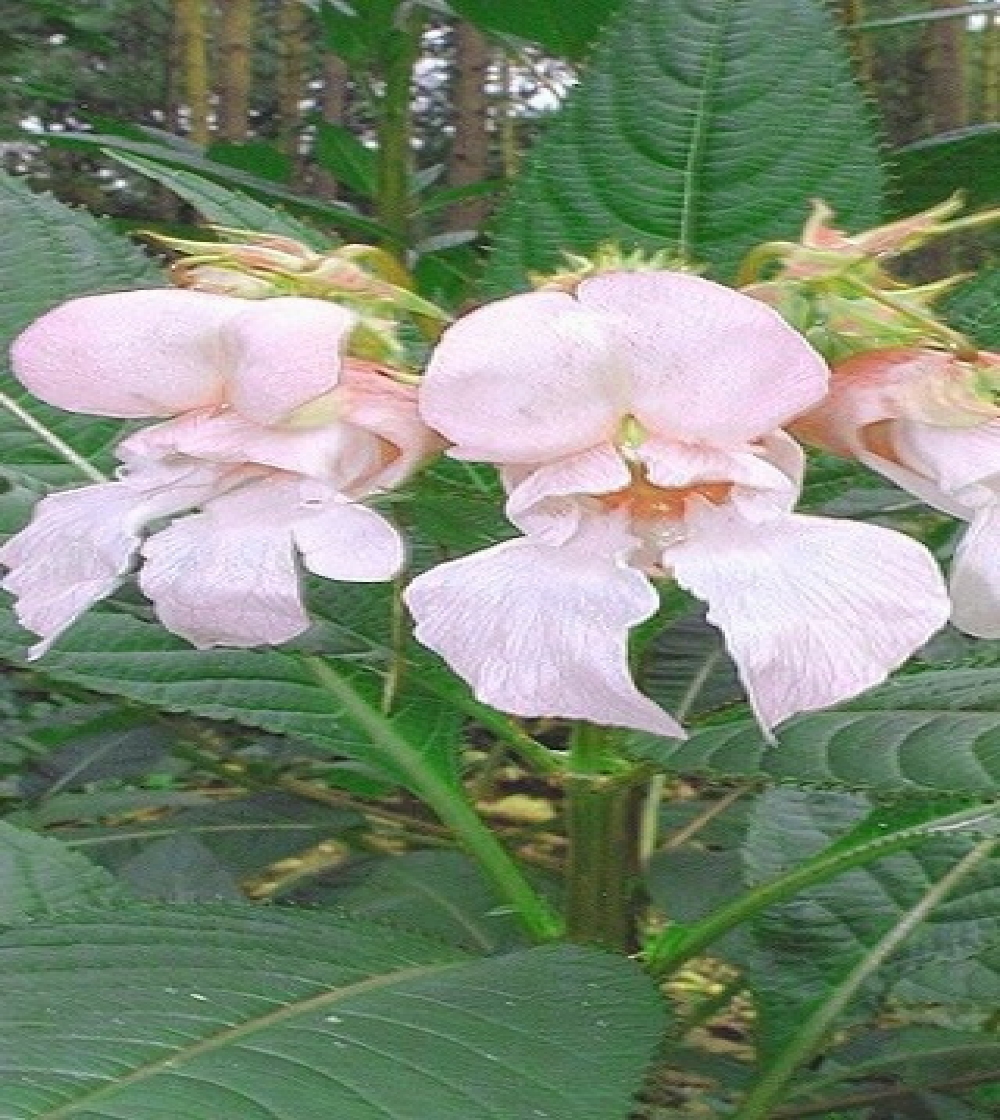 Impatiens/Balsamin