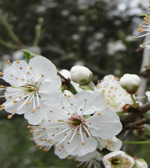 Cherry Plum/Körsbärblom