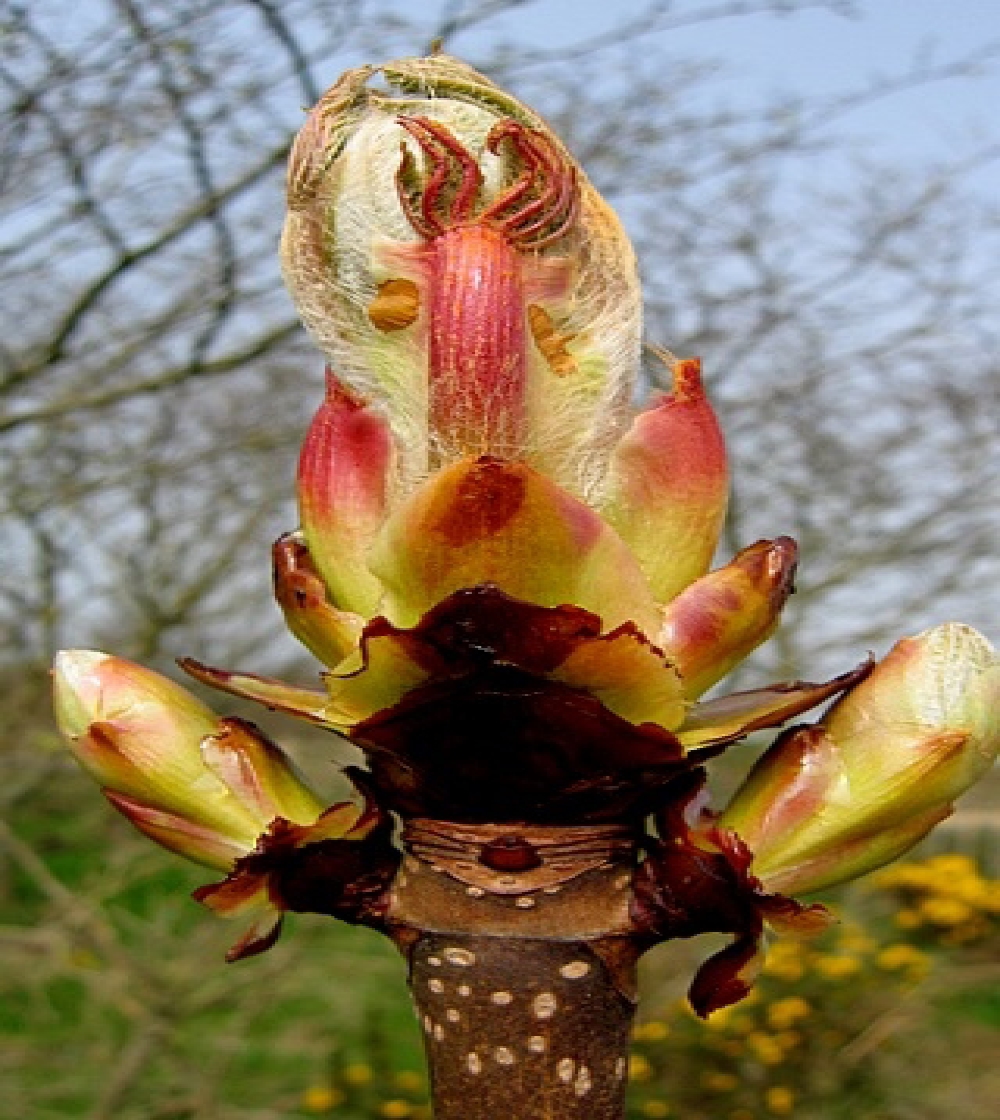 Chestnut Bud/Kastanjeknopp