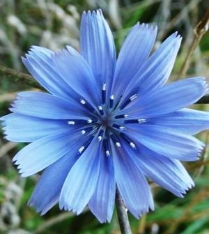 Chicory/Cikoria