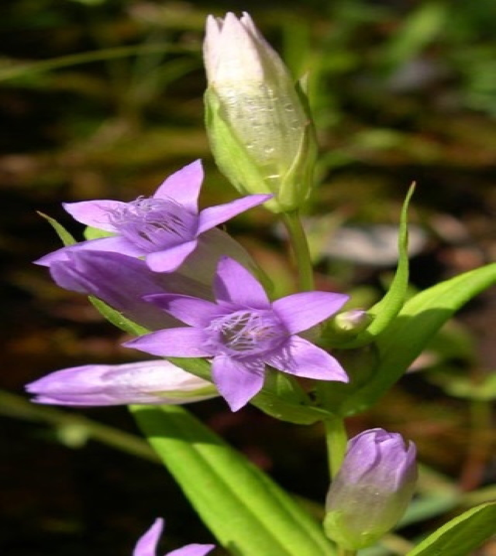 Gentian/Baggsöta