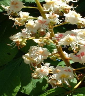 White Chestnut/Hästkastanj