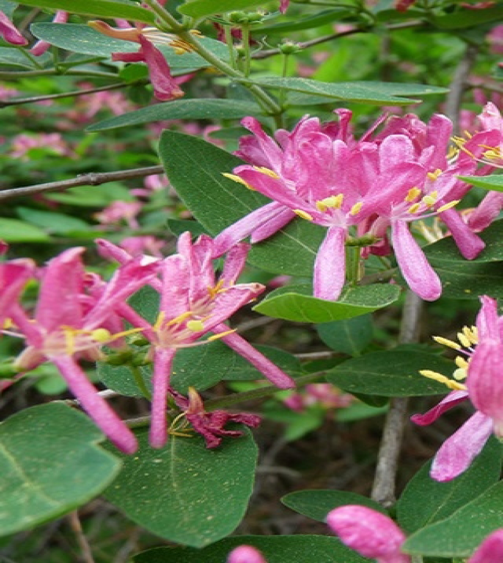 Honeysuckle/Kaprifolie