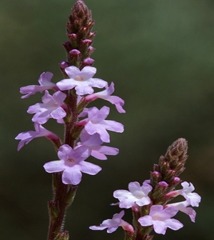 Vervain/Järnört