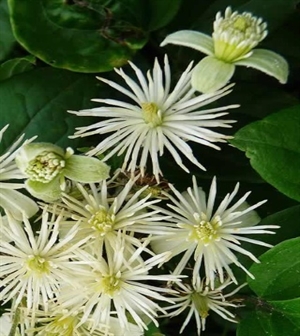 Clematis/Klematis