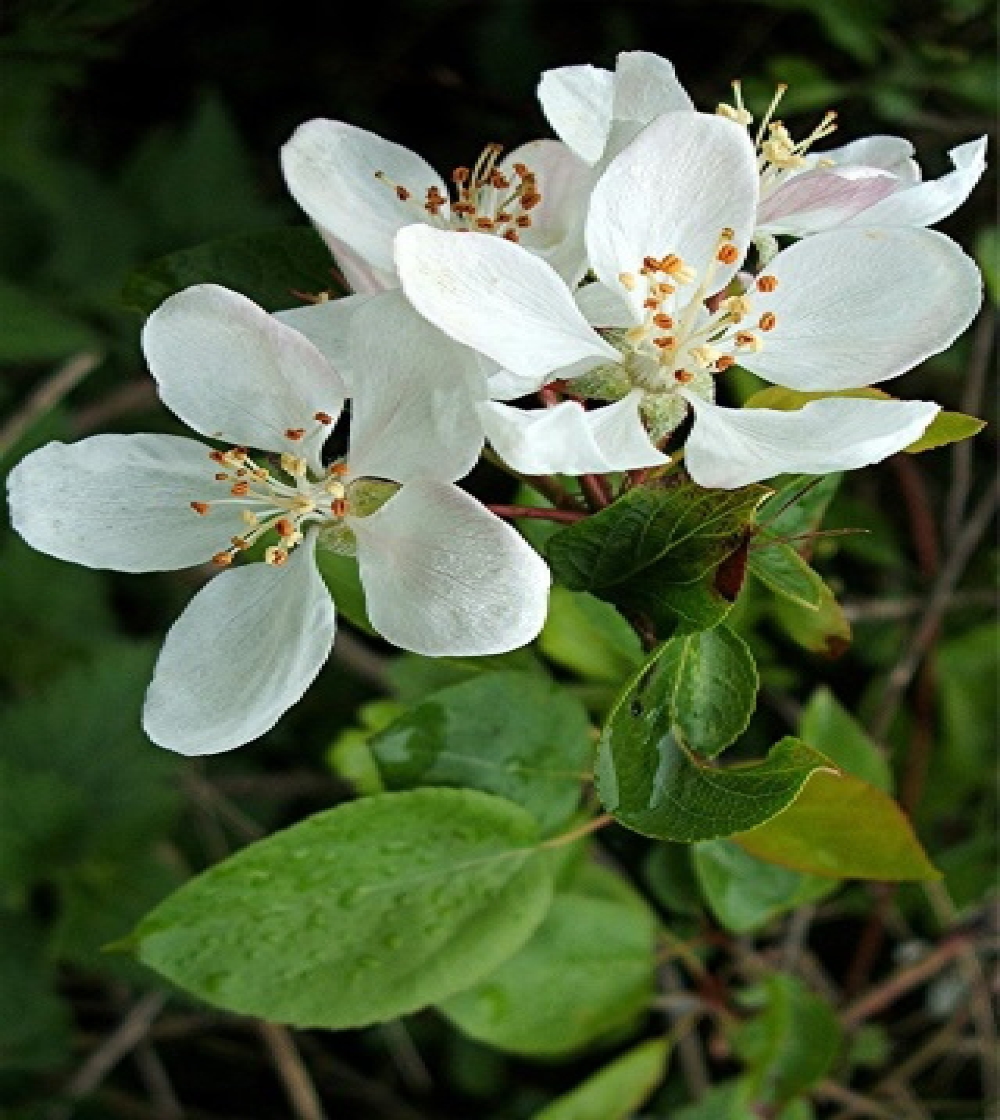 Crab Apple/Sötäpple