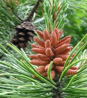Pine/Tall