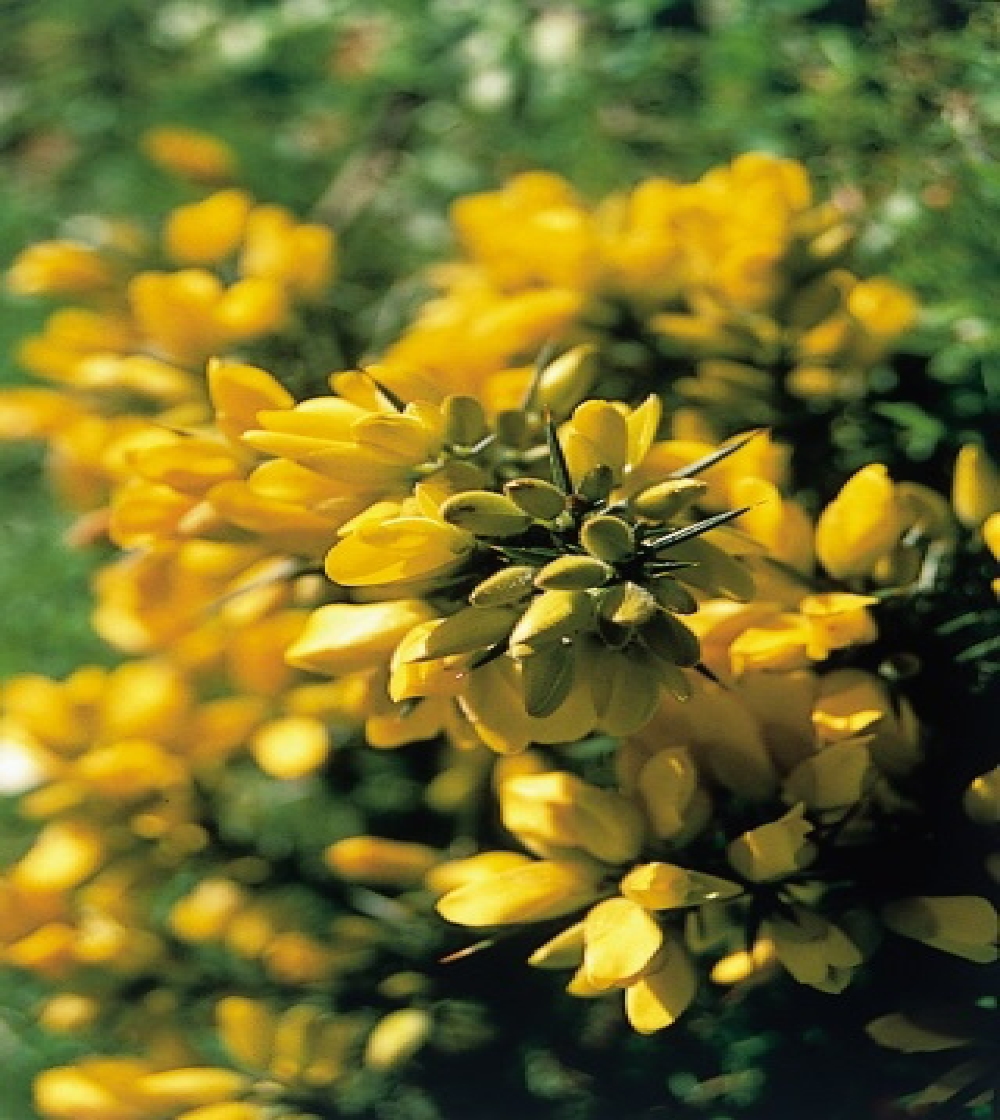 Gorse/Ârttörne