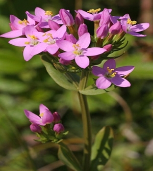 Centaury/Tusengyllen