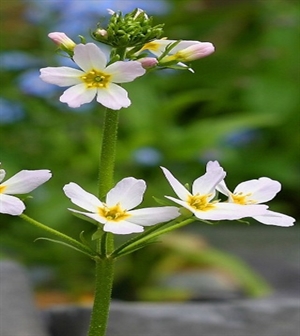 Water Violet/Vattenröllika