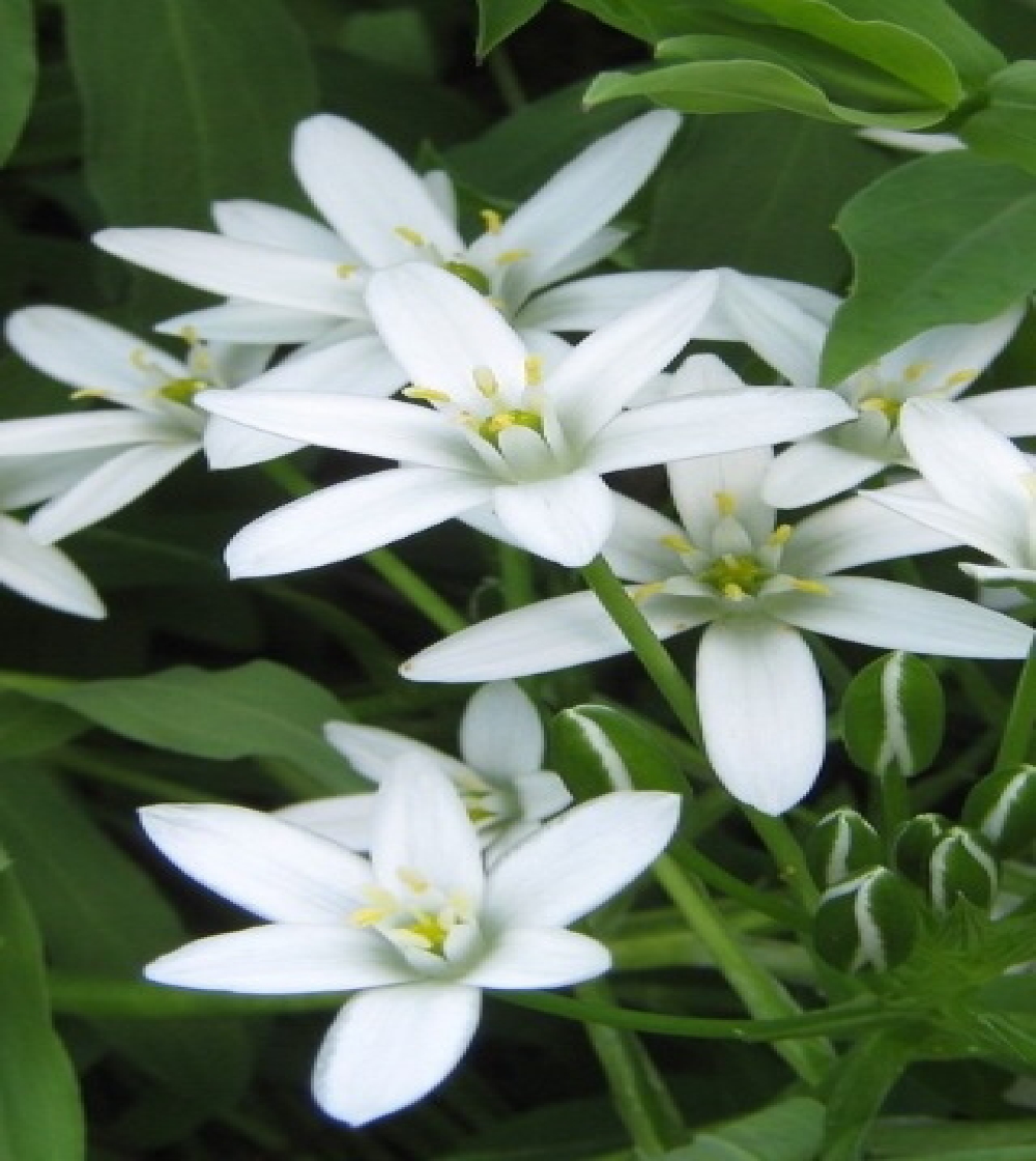 Star of Bethlehem/Fågelmjölk