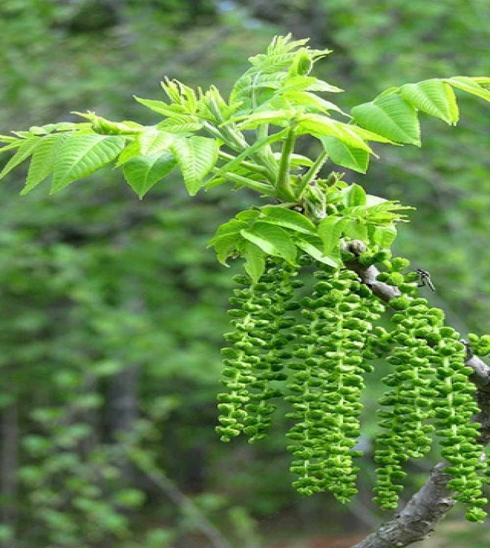 Walnut/Valnöt